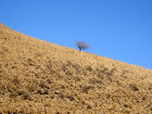 Árbol Solitario - Solo Tree.
